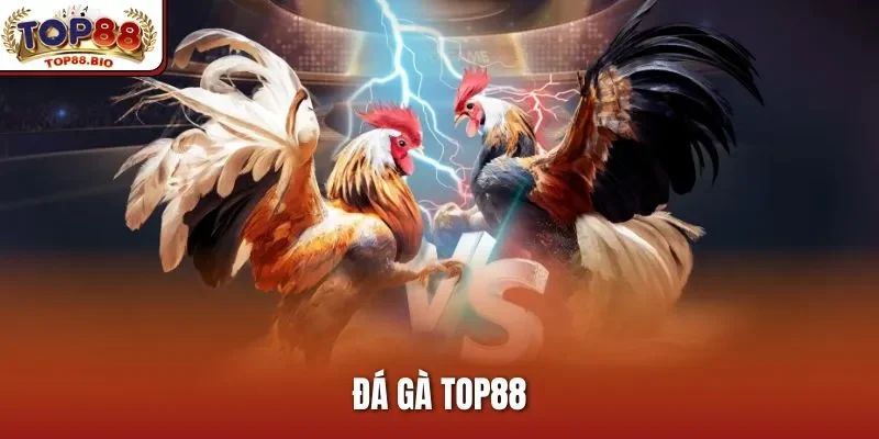 Đá Gà Top88 – Trải Nghiệm Đấu Trường Kịch Tính Và Hấp Dẫn 